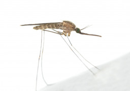 Malaria (paludisme)